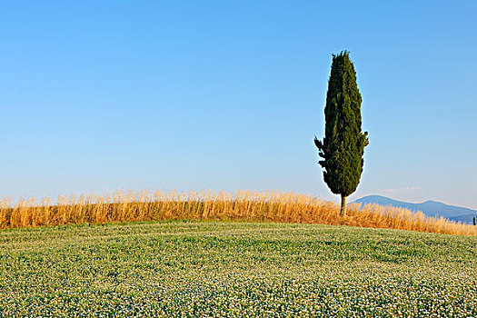 三叶草,麦田,地中海柏树,树,锡耶纳省,托斯卡纳,意大利