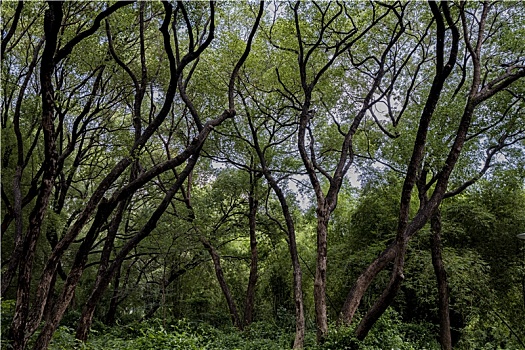 羊城广州夏天天河公园的绿树成荫,竹林与石头小路