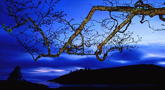 树,风景,黄昏,夏洛特女王岛,不列颠哥伦比亚省,加拿大