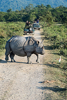 印度犀,印度犀牛,穿过,碎石路,正面,交通工具,旅游,卡齐兰加国家公园,阿萨姆邦,印度,亚洲