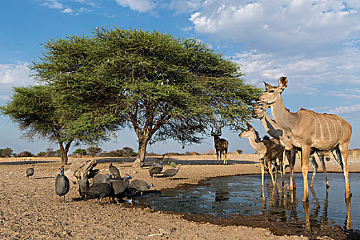 遥远,摄影,图像,大捻角羚,吐绶鸡,水潭,卡拉哈里沙漠,博茨瓦纳,非洲