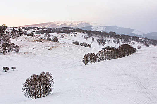 雪原孤树