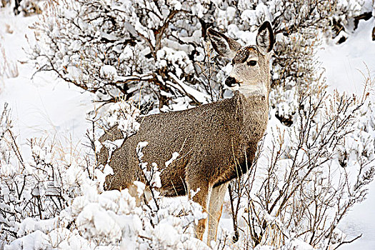 长耳鹿,骡鹿,雪,山艾树,风景