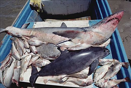 伤亡,鲨鱼,鱼,加利福尼亚湾,墨西哥