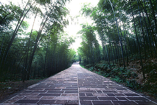 蜀南竹海翡翠长廊