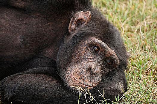 非洲,肯尼亚,安伯塞利国家公园,普通,黑猩猩,类人猿,姿势,休息,俘获,控制