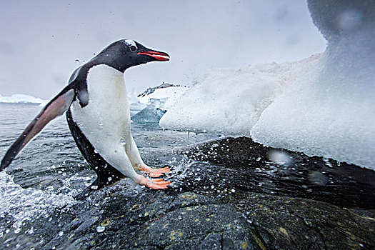 南极,岛屿,巴布亚企鹅,跳跃,水,海岸线