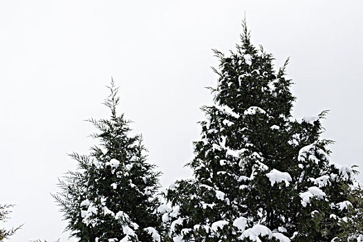 冰雪覆盖的松柏树