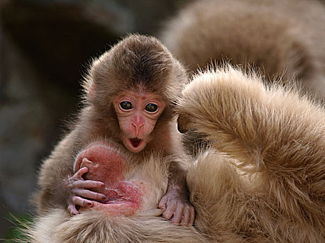 日本猕猴,雪猴,幼兽,拿着,母亲,日本