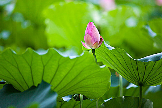 荷花花蕾