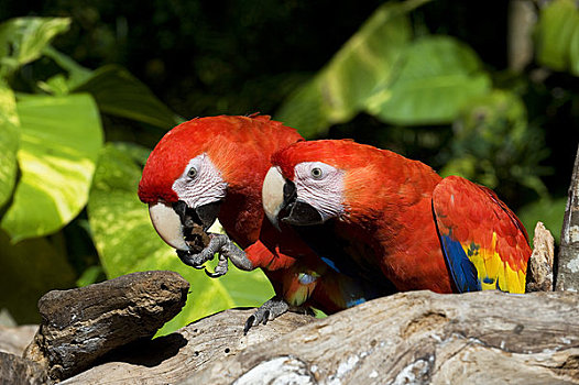 墨西哥,靠近,坎昆,主题公园,深红色,金刚鹦鹉