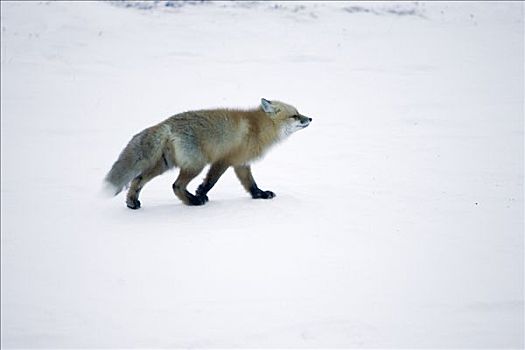 红狐,狐属,跟随,气味,小路,苔原,北极