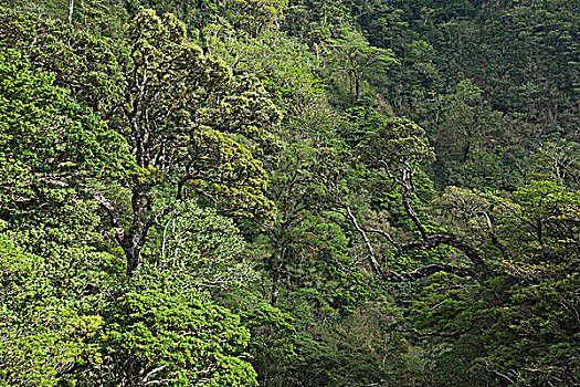 热带雨林,山脉,哥斯达黎加