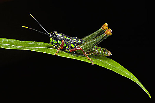蝗虫,蝗科,国家公园,亚马逊雨林,厄瓜多尔