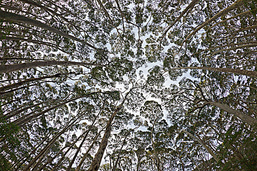 橡胶树,桉树,树林,新南威尔士,澳大利亚