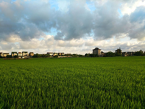 田园乡村,绿油油稻田