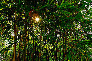 竹框图片
