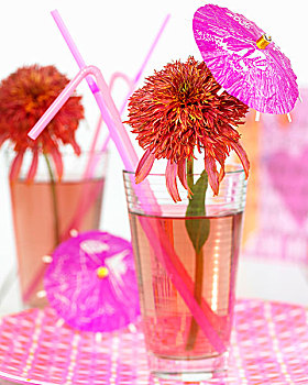 紫锥菊,花,番石榴,冰,鸡尾酒杯