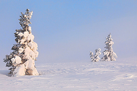 树,国家公园,拉普兰,芬兰,欧洲