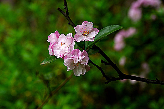 花花草草