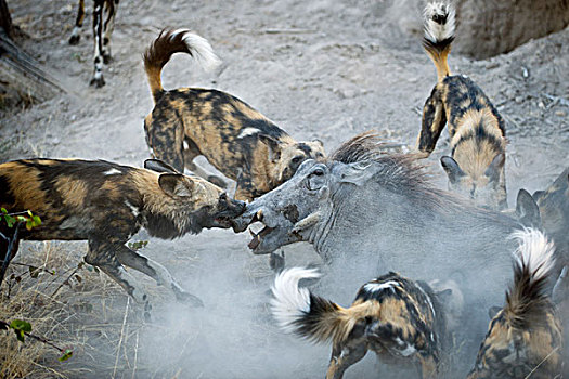 非洲野狗,非洲野犬属,攻击,疣猪,北方,博茨瓦纳