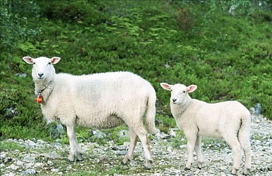 家羊,挪威