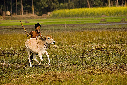 跑,地点,丰收,孟加拉,一月,2008年