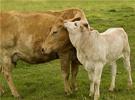 春天,动物,喜爱,夏洛莱牛,母牛,幼仔,幼兽