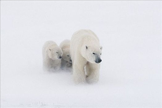母亲,北极熊,幼兽,雪中,风暴,丘吉尔市,加拿大,冬天