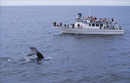观鲸,群体,看,驼背鲸,大翅鲸属,鲸鱼,堤岸,国家,海洋,马萨诸塞