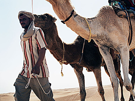 贝多因人,走,单峰骆驼,突尼斯