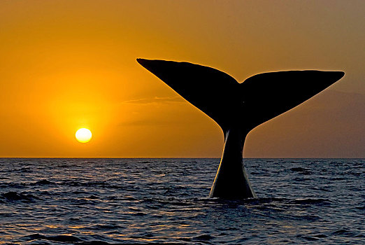 南露脊鲸,日落,阿根廷,南美