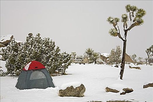 帐蓬,积雪,风景,约书亚树国家公园,加利福尼亚,美国