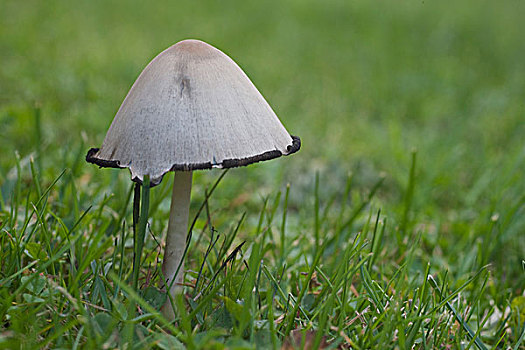 蘑菇,草