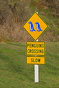 企鹅,警告,标识,奥玛鲁,南岛,新西兰