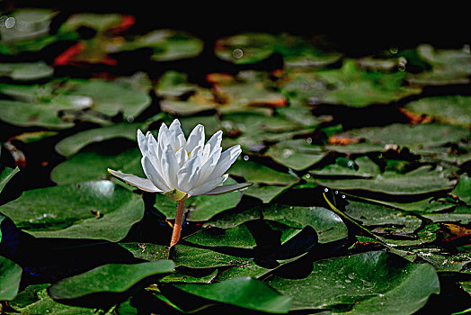 睡莲,莲花