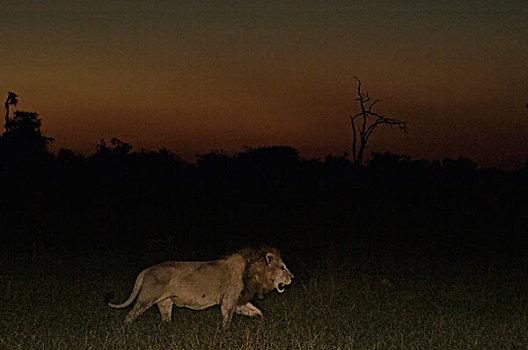 非洲狮,狮子,夜晚,博茨瓦纳