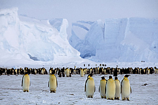 南极,帝企鹅,生物群,背景