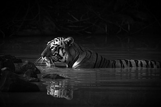 孟加拉虎,水中
