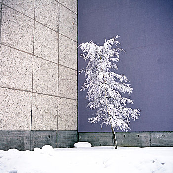 紫色,墙壁,苏联,风格,公寓,建筑,孤单,雪,树,站立,爱沙尼亚,一月