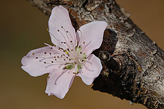 春天,桃花,油菜花