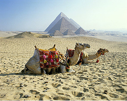 骆驼,休息,吉萨金字塔,开罗,埃及