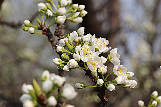 李子花