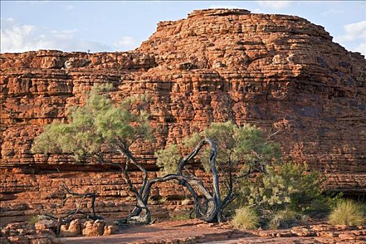 澳大利亚,北领地州,桉树,树,红岩,国王峡谷,圆顶,反射,差别,风化,石头