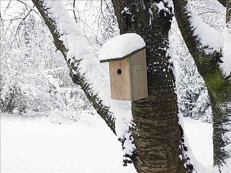 鸟窝,盒子,雪