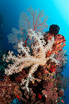 珊瑚礁,多样,软珊瑚,海绵,多孔动物门,羽毛,星,海百合纲,柳珊瑚目,屏障,昆士兰,累石堆,太平洋,澳大利亚,大洋洲