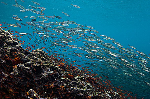 鱼群,上方,珊瑚礁,加拉帕戈斯群岛,厄瓜多尔