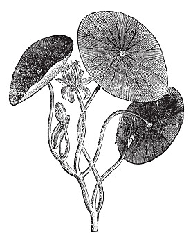 水生,植物,叶子,旧式,水生植物,雕刻,插画,隔绝,白色