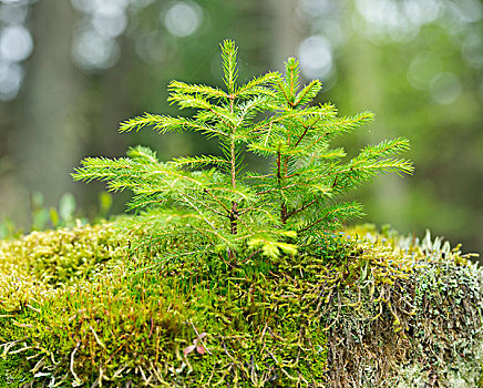 年轻,挪威针杉,树,欧洲云杉,苔藓,哈尔茨山,国家公园,下萨克森,德国,欧洲