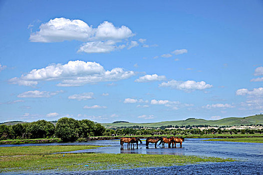 内蒙古呼伦贝尔鄂温克族旗伊敏河畔群马饮水